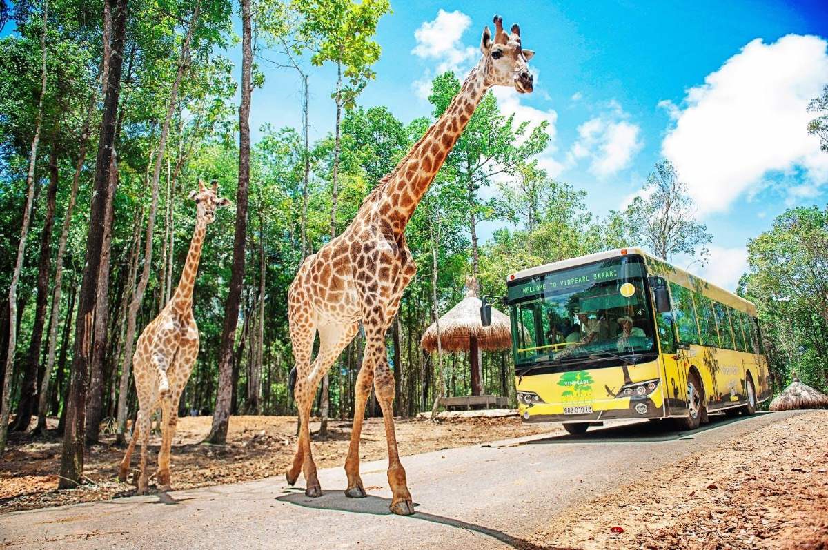 Giraffes beside the safari bus at Vinpearl Safari Phu Quoc, a morning plan for non-golfers
